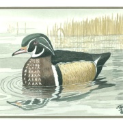 Wood-Duck1